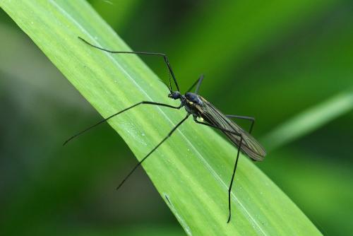 Gnophomyia viridipennis