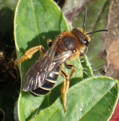 Halictus rubicundus
