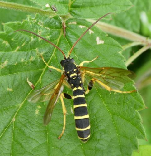 Metopius sp.