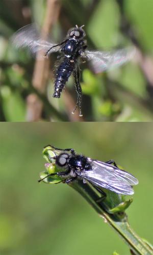Réf. 204 386 : Bibio hortulanus