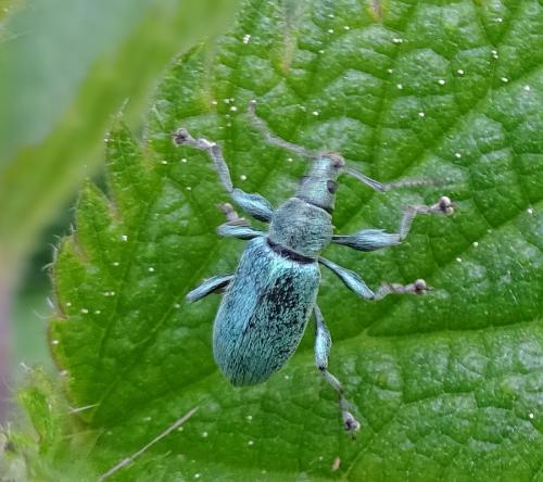 Phyllobius pomaceus Gyllenhal ?? Insecte-webi