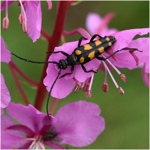 Réf. 204 638 : Leptura quadrifasciata