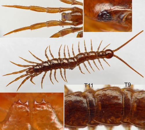 Lithobius delfossei