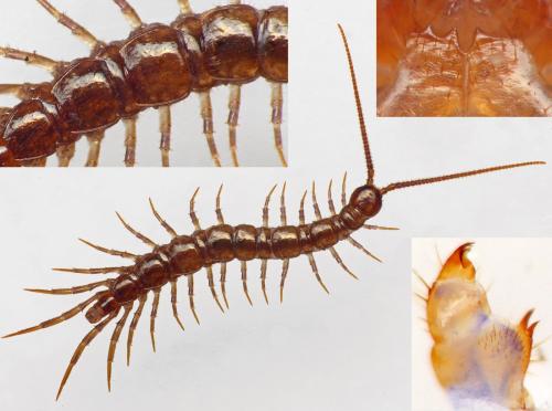 Réf. 204 111 : Lithobius delfossei