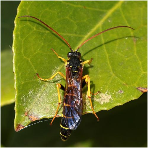 Metopius dentatus