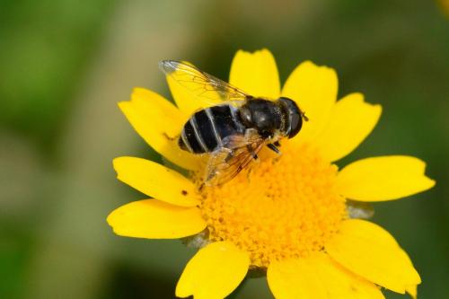 Eristalis arbustorum