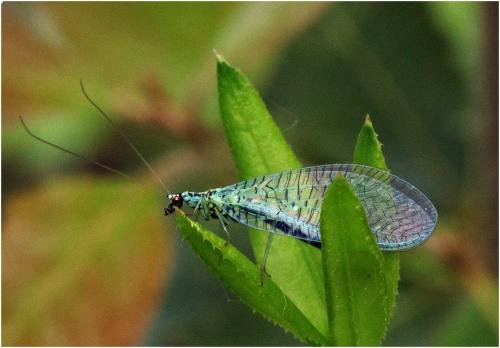 Réf. 204 771 : Chrysopa perla
