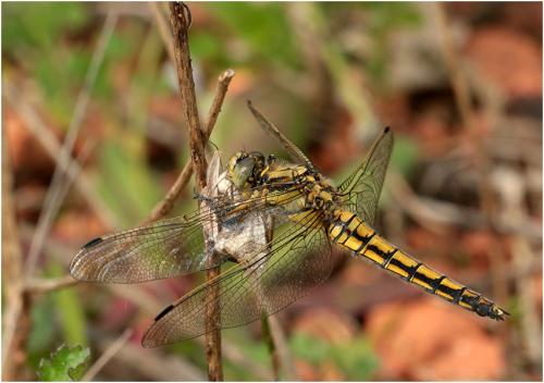 Orthetrum cancellatum