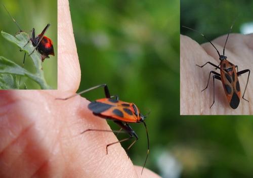Réf. 204 007 : Calocoris nemoralis