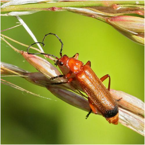 Réf. 204 651 : Rhagonycha fulva