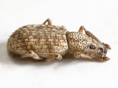 Simo hirticornis