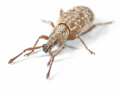 Simo hirticornis