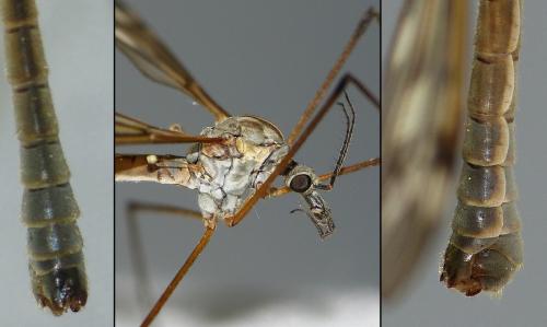 Réf. 204 274 : Tipula varipennis