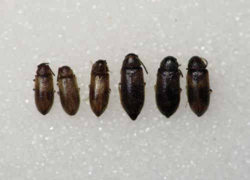 Wanachia triguttata