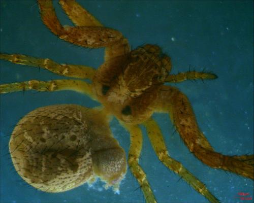 Réf. 204 677 : Xysticus lanio