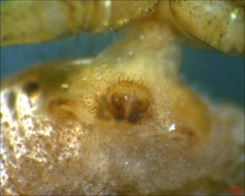 Réf. 204 678 : Xysticus lanio