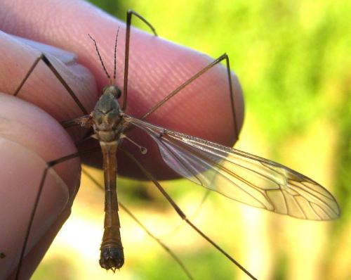 Tipula alpina