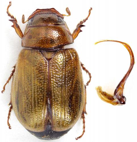 Apogonia sp.