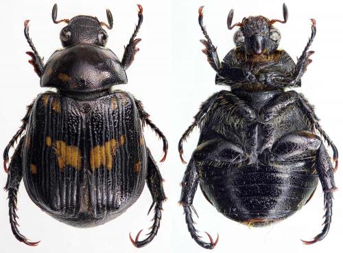Anomala blaisei