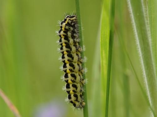 Zygaena sp.