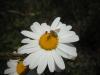 204811 – Photo : Anne Gilles – France (61)