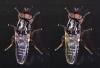 Scenopinus fenestralis
