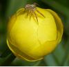 204953 – Photo : Greenlife – France (01)