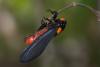 204059 – Photo : D. Martinez – Philippines