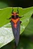 204057 – Photo : D. Martinez – Philippines