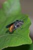 204127 – Photo : D. Martinez – Philippines
