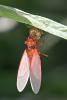 204125 – Photo : D. Martinez – Philippines