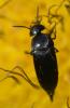 204931 – Photo : Christian Berquer – France (04)