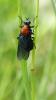 204883 – Photo : Greenlife – France (01)