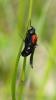 204884 – Photo : Greenlife – France (01)