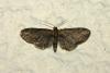 204481 – Photo : Thierry Madigou – France (35)