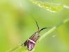 204846 – Photo : alain Roujas – France (31)