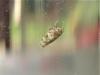 204410 – Photo : The Ghost Nightjar – France (56)