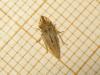 204507 – Photo : The Ghost Nightjar – France (56)