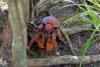 204076 – Photo : Jean-Claude Jamoulle – Seychelles