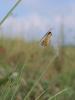 204946 – Photo : Luc Dietrich – France (68)