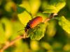 204444 – Photo : BourrinOman – France (84)