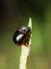 204838 – Photo : BourrinOman – France (83)