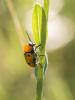 204981 – Photo : BourrinOman – France (83)
