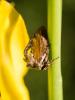 204975 – Photo : BourrinOman – France (83)