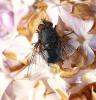204078 – Photo : ORCHALLAN – France (95)