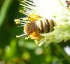 204220 – Photo : ORCHALLAN – France (44)