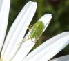 204810 – Photo : ORCHALLAN – France (44)