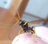 204949 – Photo : ORCHALLAN – France (44)