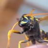 204950 – Photo : ORCHALLAN – France (44)