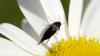 204830 – Photo : Nicolas Baudet – France (77)